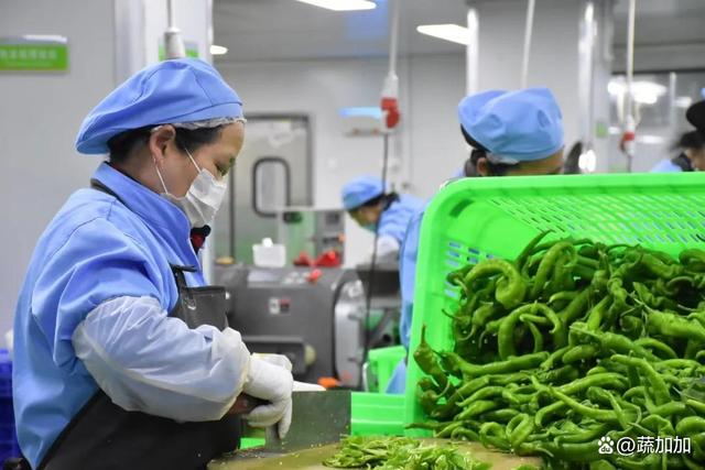 食材凈菜加工與預制菜的差異化解析 以蔬菜為例，保鮮與便利的兩大烹飪革新